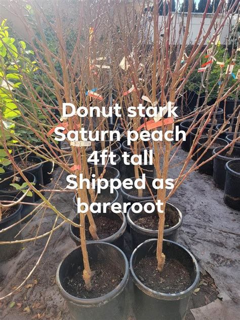 Free Shipping Donut Stark Saturn Peach Grafted Tree 4ft Etsy