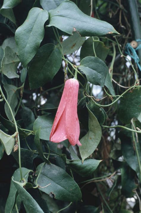 Lapageria Rosea Chilean Bellflower Climber Wall Shrubrhs