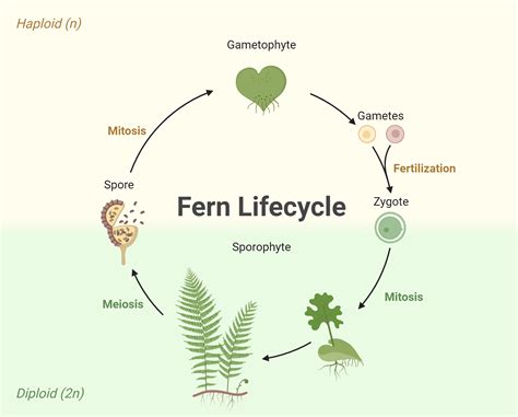 Fern Lifecycle Biorender Science Templates