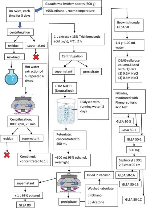 Extraction And Fractionation Of Polysaccharides From A Selected Mushroom Species Ganoderma