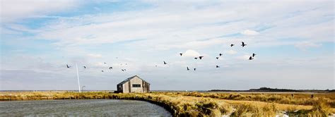 Rare Bird Sightings On The Isle Of Wight Isle Of Wight