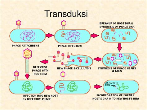 Ppt Bakteri Monera Powerpoint Presentation Id 293332