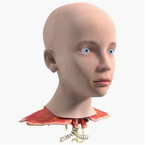 Anatomía De La Cabeza De Niña Modelo 3d 149 3ds Blend C4d Fbx Max Ma Lxo Obj Free3d