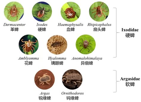 健康教育 严重可致命！蜱虫活跃期，外出要警惕，这份实用指南请收好→发病病毒病人