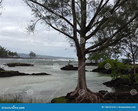 Hawaii Big Island Ocean Trees Stock Photo Image Of Clouds Explore