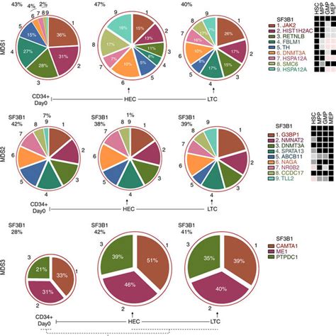 Mutational Architecture And Subclonal Evolution Of Sf3b1 Mutated Mds Rs