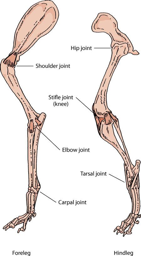 25 Best Canine Gross Anatomy images | Anatomy, Dog anatomy, Gross anatomy