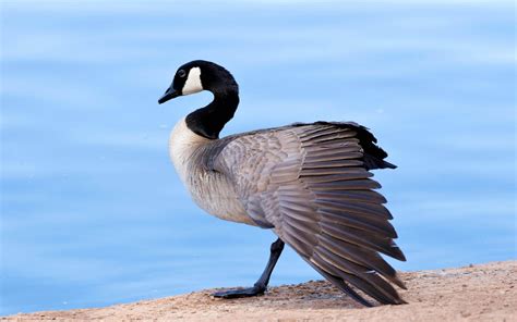 Canada Goose | Audubon Field Guide