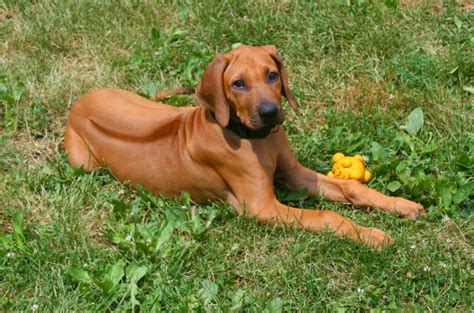 Rhodesian Ridgeback Puppies - Rhodesian Ridgeback Puppies will be ...