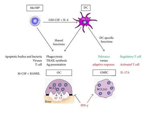 Dendritic Cell Functions Compared To Monocytes Monocyte Derived Dcs