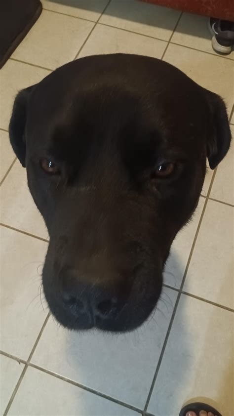 My dog that's just a floating head : r/confusing_perspective