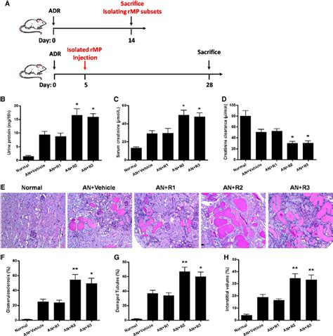 Kidney F4 80 CD11c Cells Separated From AN Mice Aggravate Renal