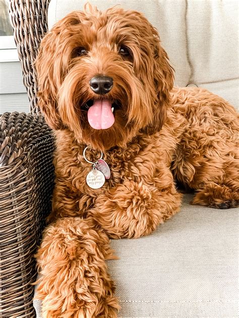 Great Bridge Australian Labradoodles — Great Bridge Australian