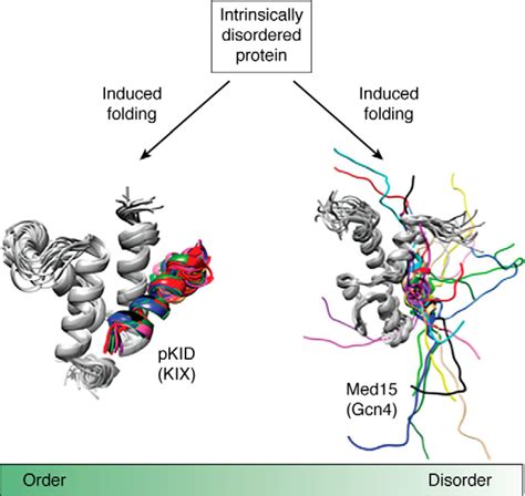 Templated Folding Of Intrinsically Disordered Proteins Journal Of