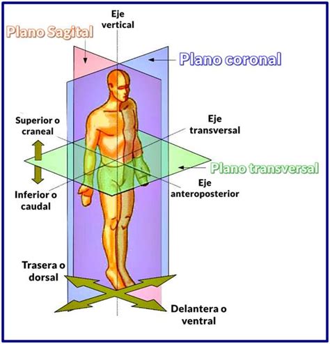 Planos Anat Micos Y Ejes Corporales