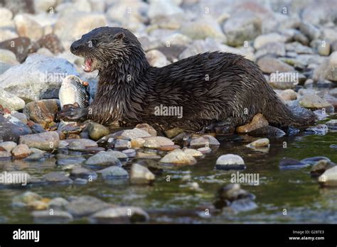 Nutria de pesca fotografías e imágenes de alta resolución Página 2