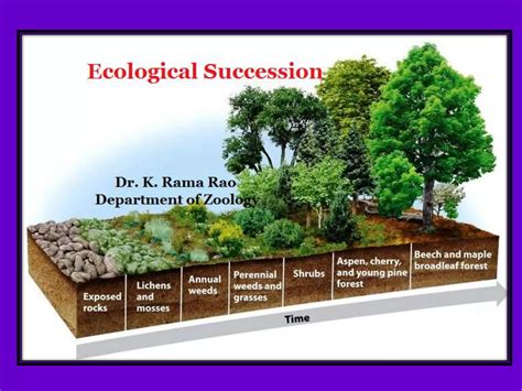 Ecological Succession Ppt