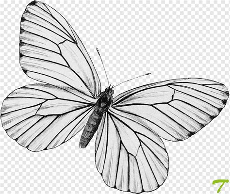 Mariposa La Mariposa Monarca En Blanco Y Negro Imagen Png Imagen Porn