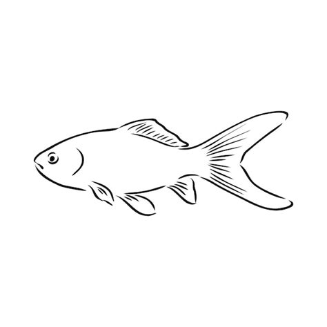 Premium Vector Goldfish Hand Drawing Vector Illustration Isolated On