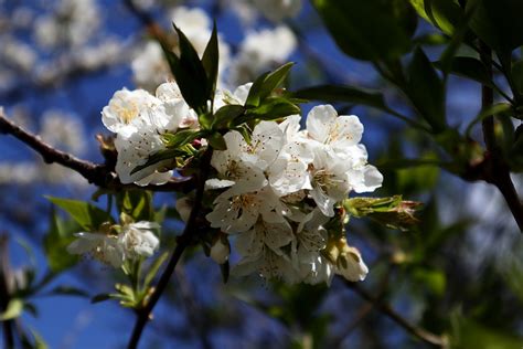 Apfelbaumbl Ten Bl Ten Apfelbaum Kostenloses Foto Auf Pixabay Pixabay