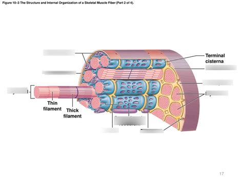 The Structure And Internal Organization Of A Skeletal Muscle Fiber