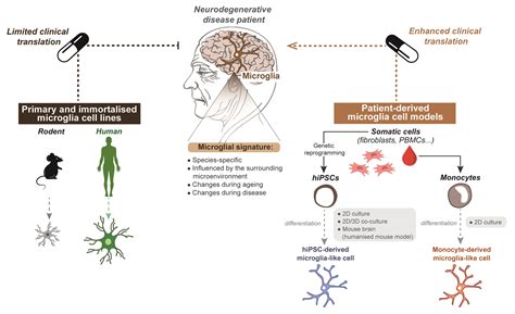 Recent Advances In Microglia Modelling To Address Translational Outcomes In Neurodegenerative