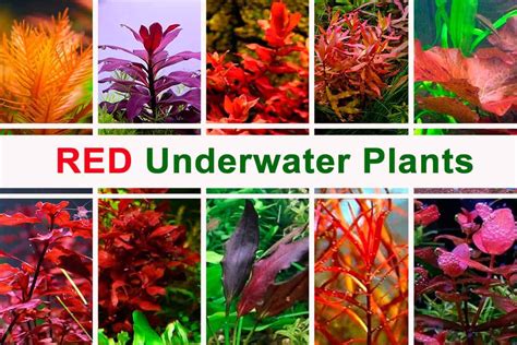 50+ Underwater Red Plants for Your Tank - Shrimp and Snail Breeder