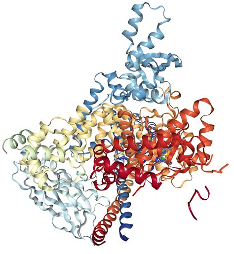 Pik3ca Protein Overview Sequence Structure Function And 47 Off