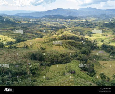 Aerial View Of Landscape At The Golo Cador Rice Terraces In Ruteng On