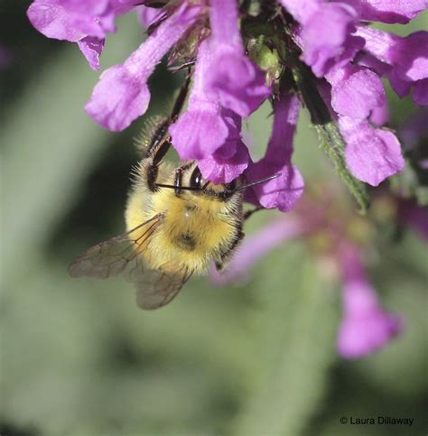 Bumblebee Eyes Laura Dillaway Flickr