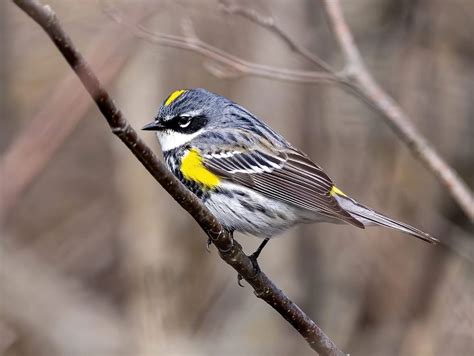 24 Species Of Warblers In New Mexico Id Song Season Guide