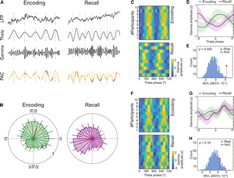 Gamma Amplitude Is Coupled To Opposed Hippocampal Theta Phase States