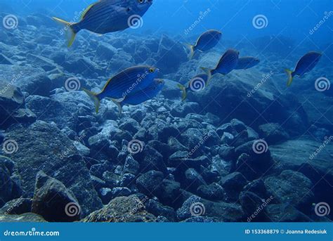 Underwater Photos Of Diving In The Atlantic Ocean Next To The Canary