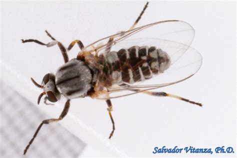 Diptera Simuliidae Simulium Black Flies Female C Urban Programs