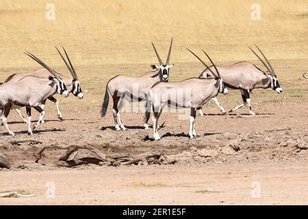 Gemsbok Antelope Oryx Gazella Kgalagadi Transfrontier Park South