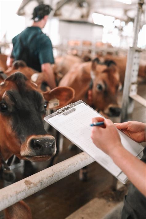 Flotation Therapy For Downer Cows Mobile Veterinary Clinic In