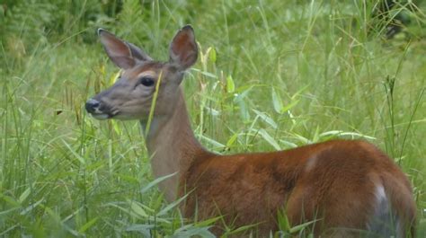 What Is A Female Deer Called Doe Hind Or Cow Bow Donnd