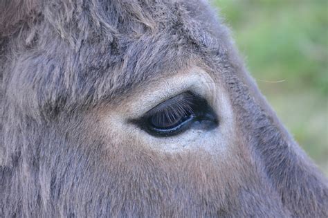 Donkey Eye Profile Head Long Free Photo On Pixabay Pixabay Clip