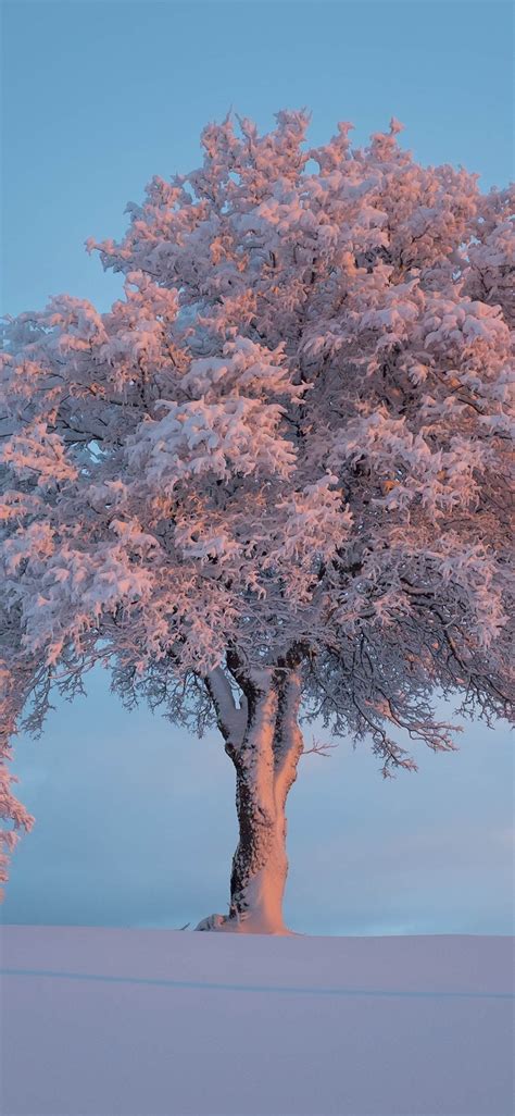 雪地中屹立的一棵树 树上挂满雪 超美 风景手机壁纸 Like壁纸网