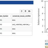 Circ Was Highly Expressed In Rb Cells And Its Loop Structure