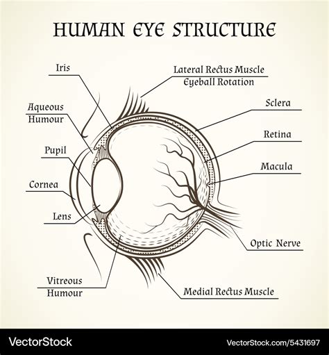 Structure of the human eye Royalty Free Vector Image