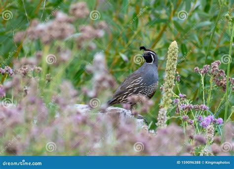 A California Quail Callipepla Californica, Also Known As the California ...