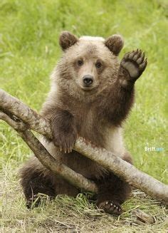 Animals Waving Goodbye on Pinterest