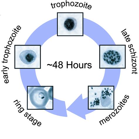 File:Plasmodium falciparum IDC.png - Wikimedia Commons