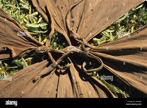 Plantes Du Sud De La France Banque De Photographies Et Dimages à Haute