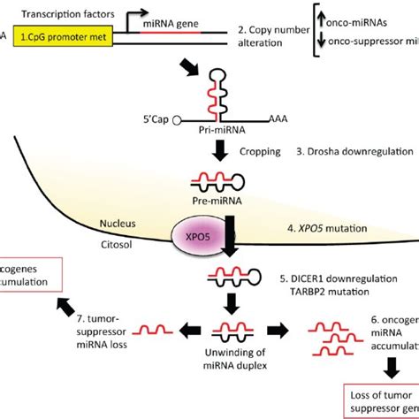 Mirna Biomarkers And Bc Hallmarks Mirnas Have A Role As Diagnostic