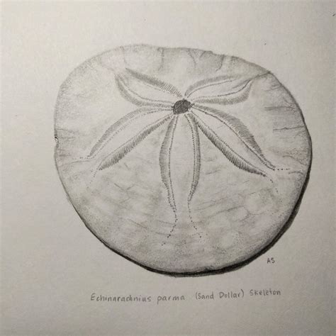 Sand Dollar Drawing at PaintingValley.com | Explore collection of Sand ...