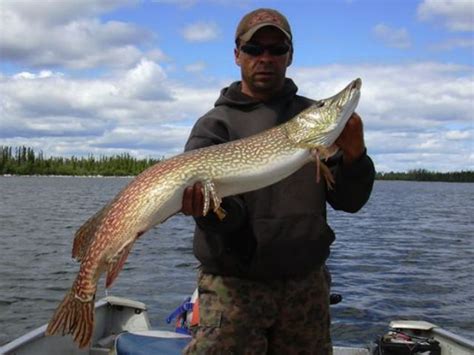 Gallery Gods Lake Elk Island Lodge Fishing Resort