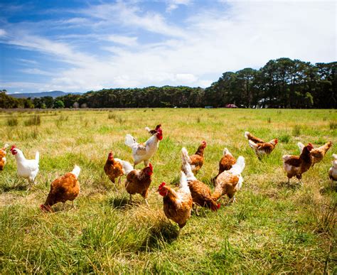 Pasture Poultry Production and Predator Control - College of ...