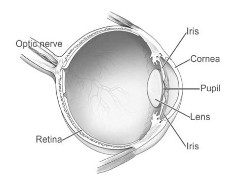 Human Eye Diagram And Anatomy Complete With Images | Safe Health Tips